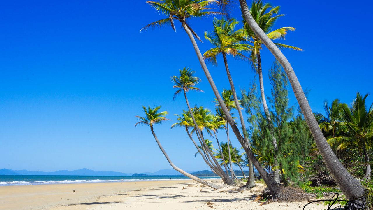 Обои пальмы, пляж, песок, тропики