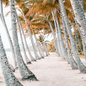 Превью обои пальмы, пляж, тропики, деревья, песок