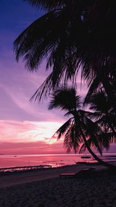 Превью обои пальмы, пляж, закат, тропики, ветки, берег