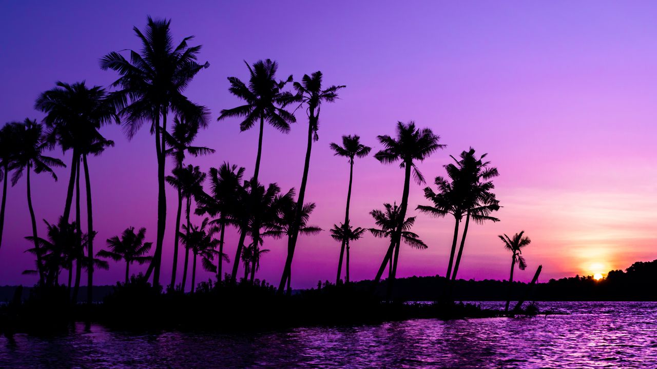 Обои пальмы, силуэт, закат, фиолетовый