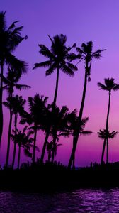 Превью обои пальмы, силуэт, закат, фиолетовый