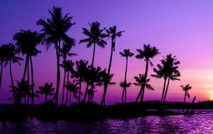 Превью обои пальмы, силуэт, закат, фиолетовый