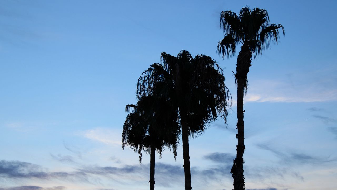 Обои пальмы, силуэты, деревья, облака, небо