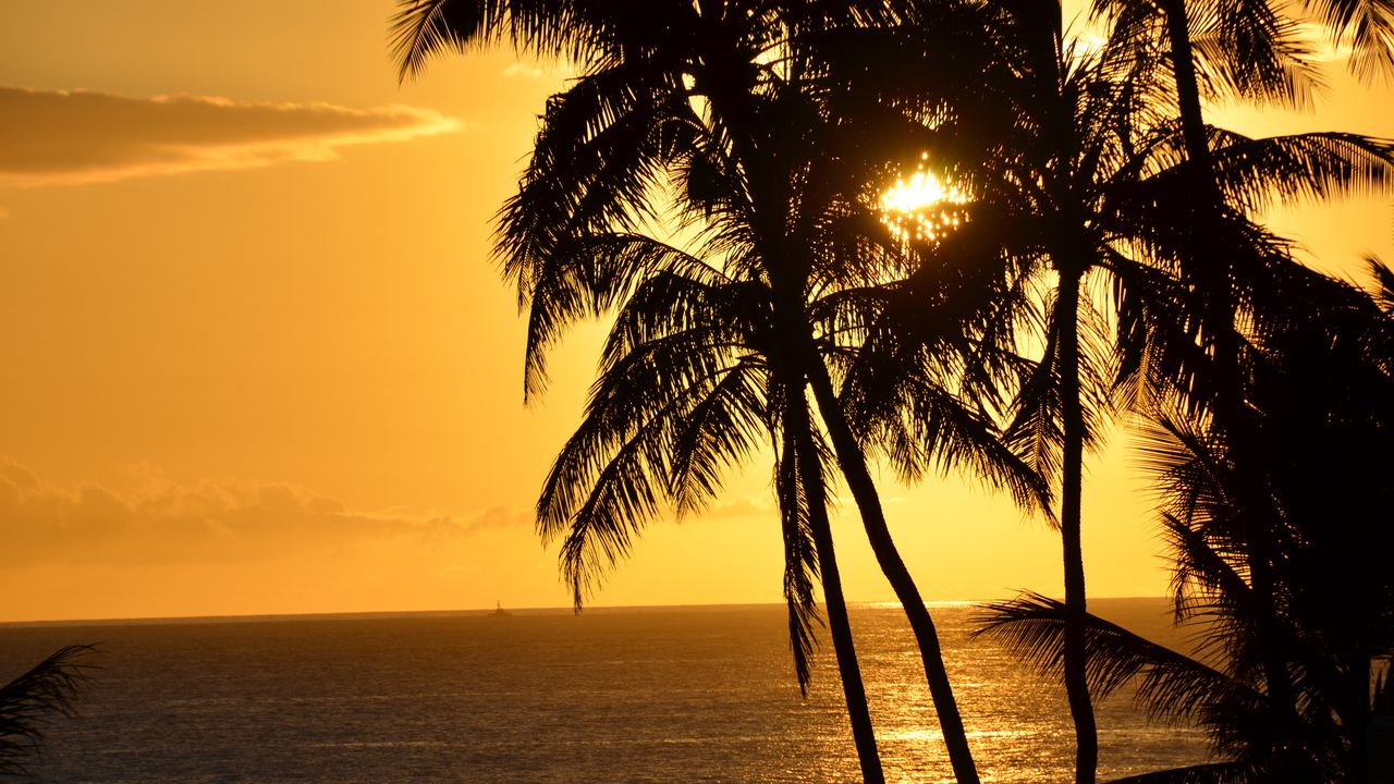 Обои пальмы, силуэты, море, тропики, закат