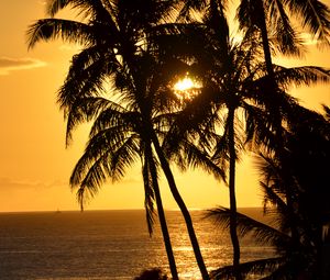 Превью обои пальмы, силуэты, море, тропики, закат