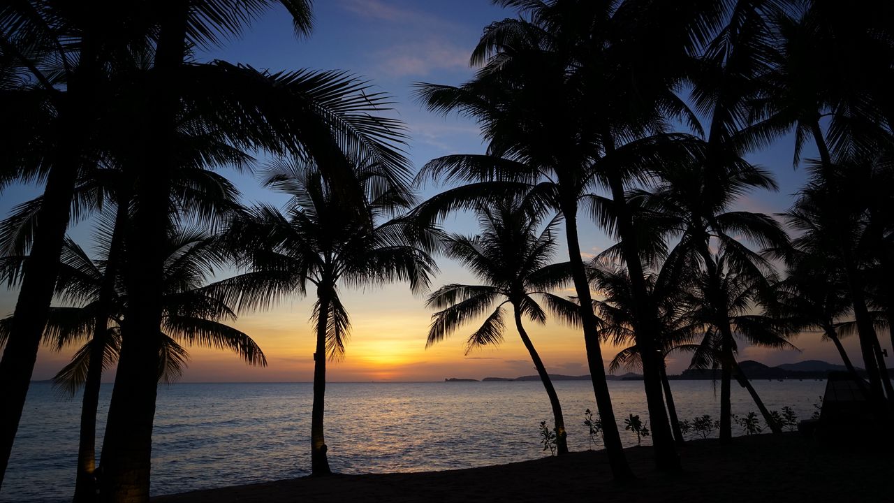 Обои пальмы, силуэты, море, закат, тропики