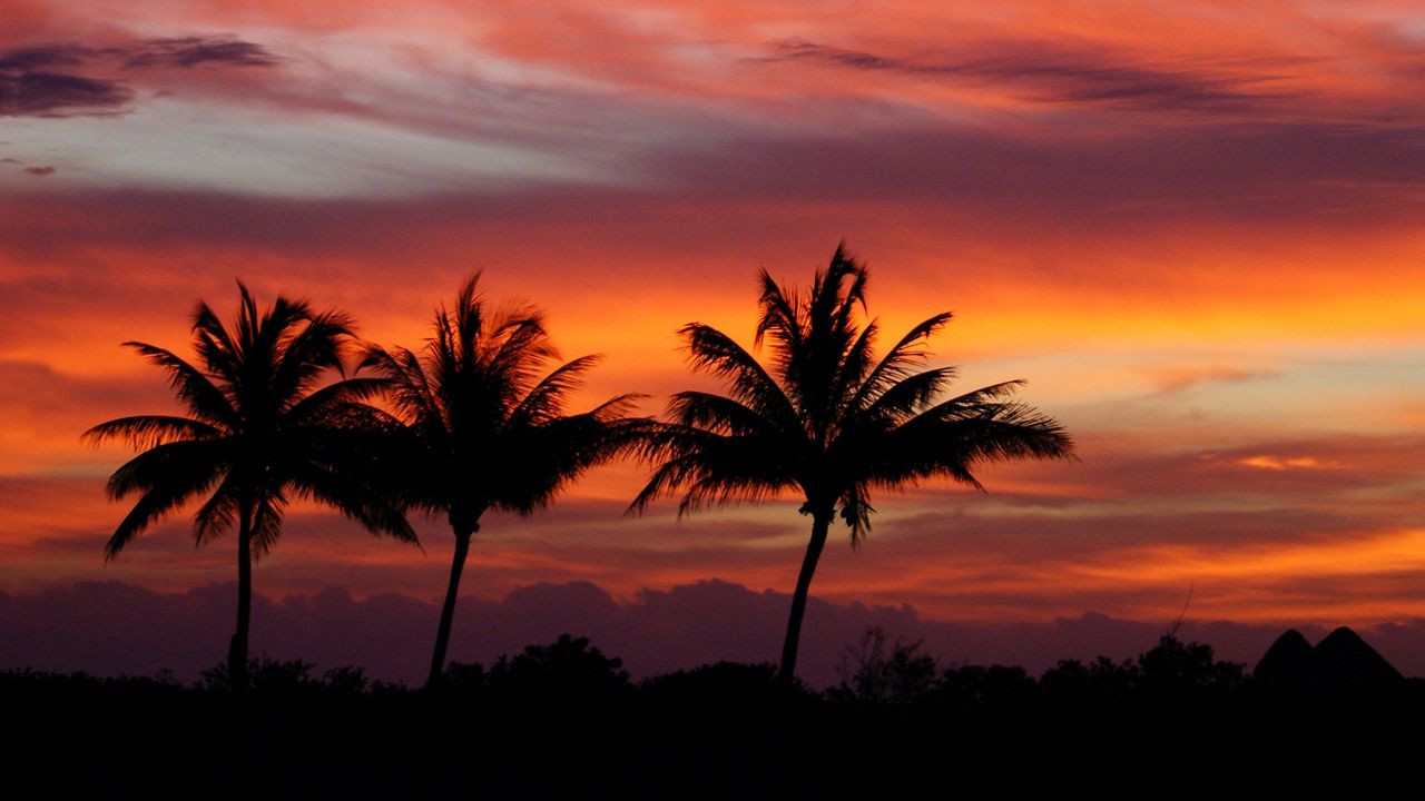 Обои пальмы, силуэты, закат, небо, облака, тропики