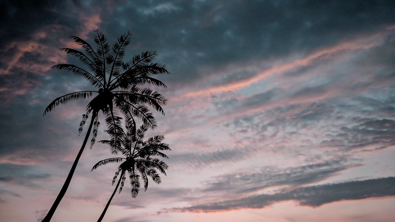 Обои пальмы, сумерки, темный, небо, облака