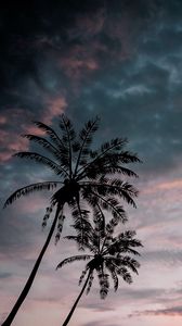 Превью обои пальмы, сумерки, темный, небо, облака