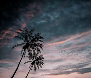 Превью обои пальмы, сумерки, темный, небо, облака