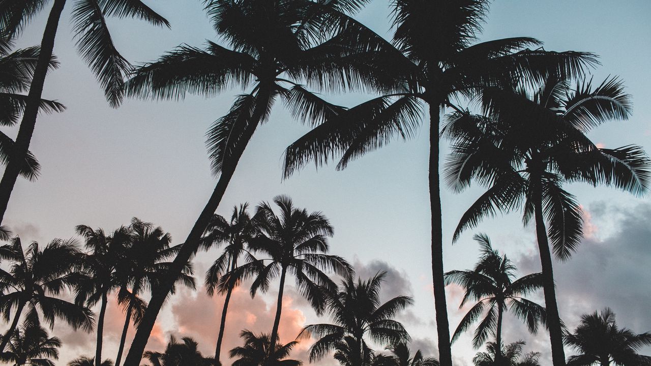 Обои пальмы, тропики, деревья, небо