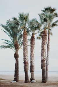 Превью обои пальмы, тропики, деревья, пляж