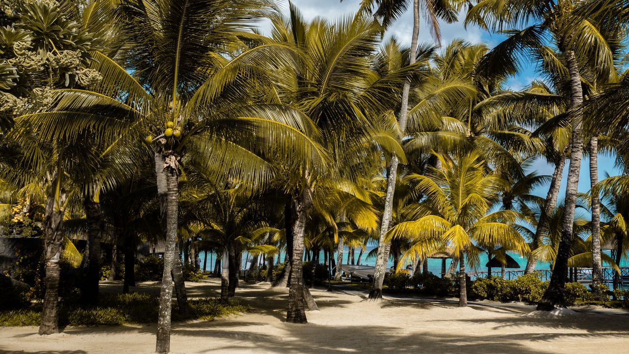 Обои пальмы, тропики, пляж, маврикий