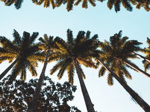 Превью обои пальмы, верхушки, кроны, деревья, тропический