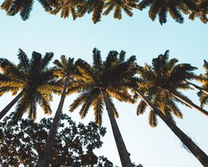 Превью обои пальмы, верхушки, кроны, деревья, тропический