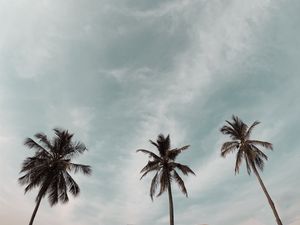 Превью обои пальмы, верхушки, небо, кроны, деревья