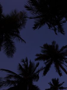 Превью обои пальмы, верхушки, темный, небо, сумерки