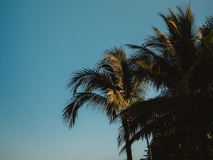Превью обои пальмы, верхушки, ветки, небо, тропики
