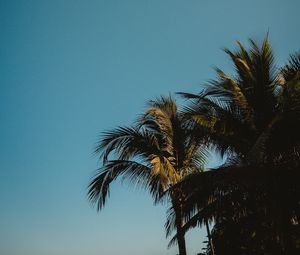 Превью обои пальмы, верхушки, ветки, небо, тропики