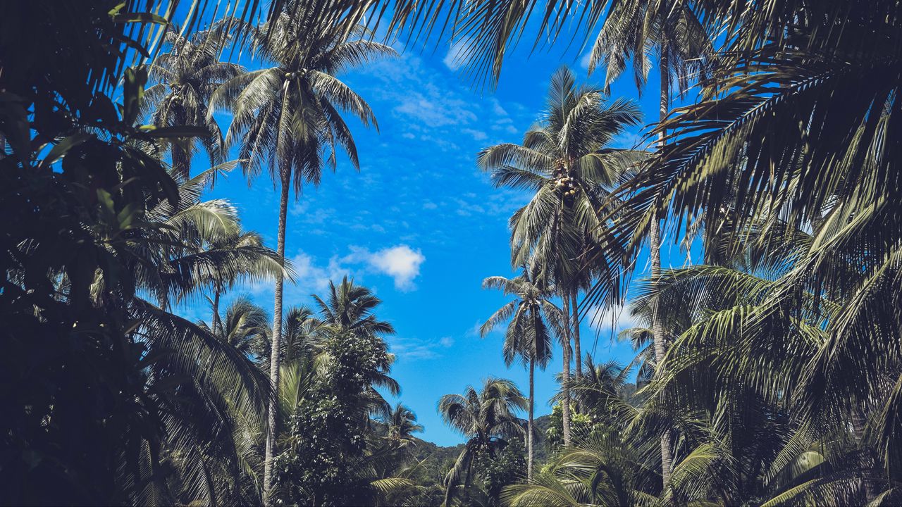 Обои пальмы, ветки, листья, небо, облака, тропики