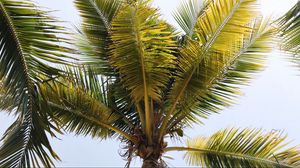 Превью обои пальмы, ветки, листья, тропики