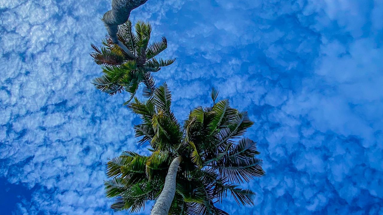 Обои пальмы, ветки, небо, вид снизу