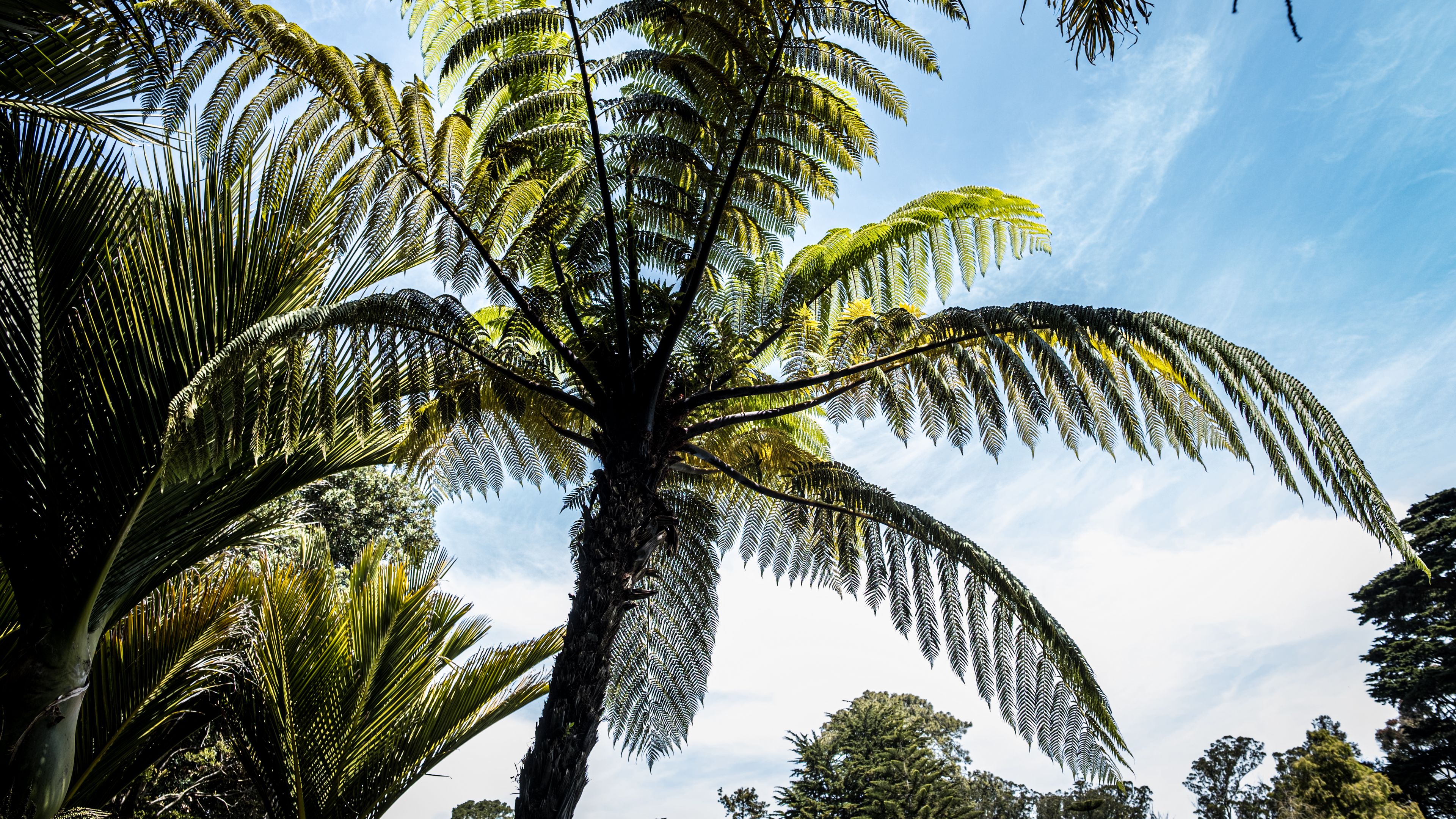 Природа пальмы