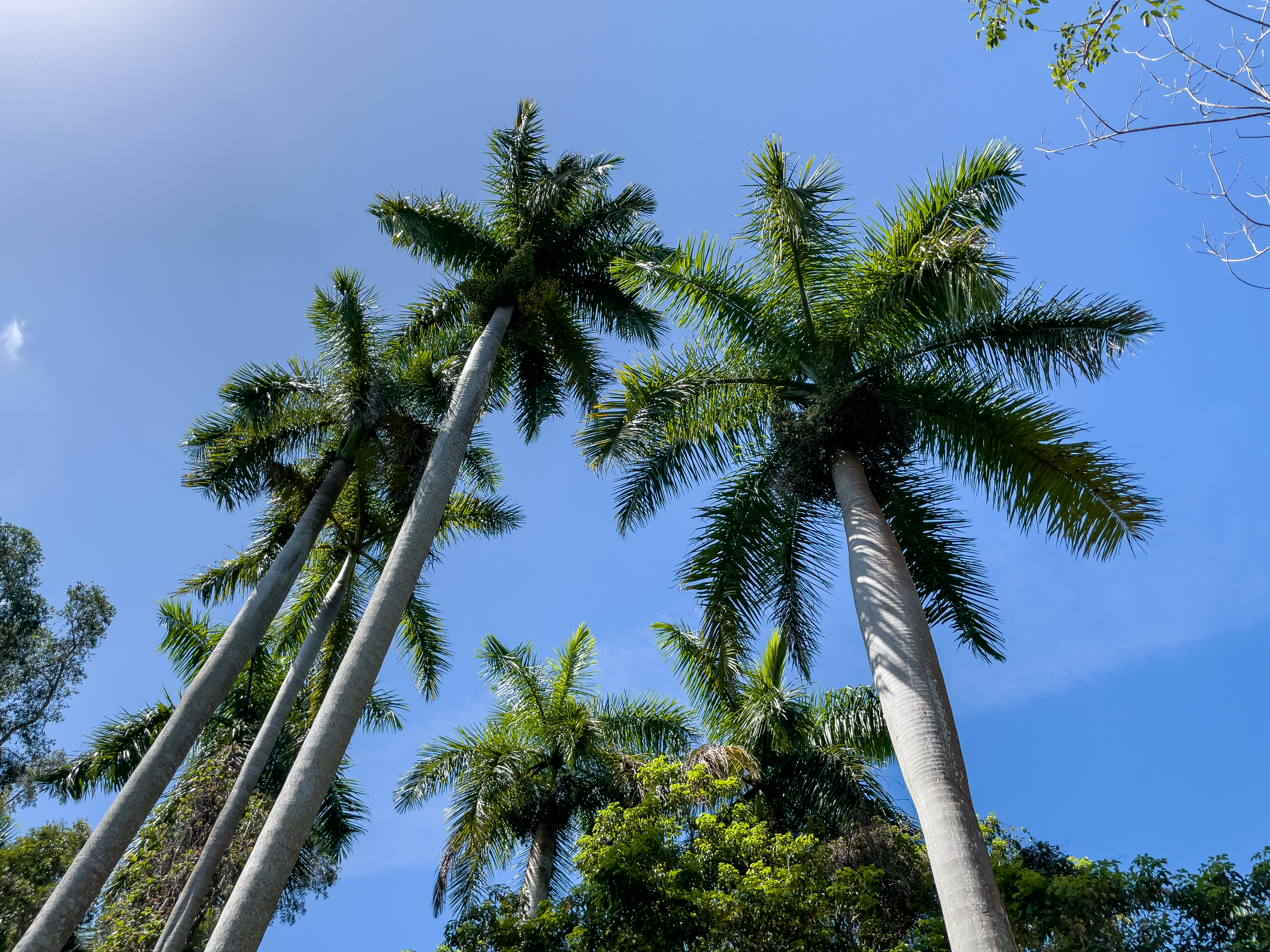 Тропики Пальма ствол