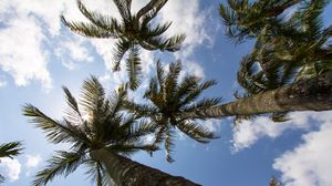 Превью обои пальмы, ветки, вид снизу, небо, тропики