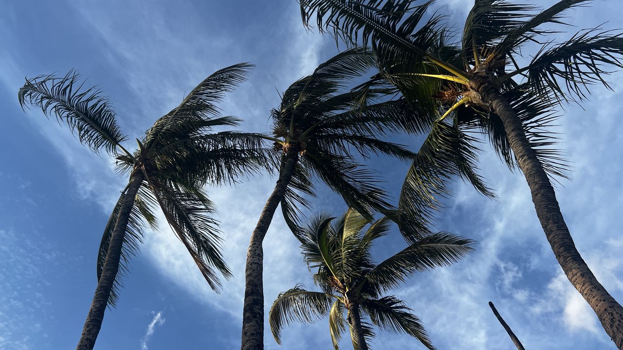 Обои пальмы, вид снизу, небо, тропики