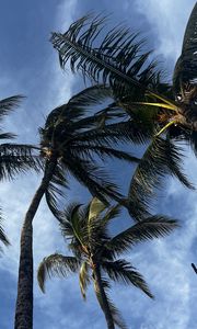 Превью обои пальмы, вид снизу, небо, тропики