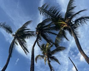 Превью обои пальмы, вид снизу, небо, тропики