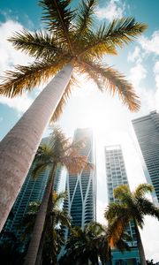 Превью обои пальмы, вид снизу, небоскреб, здания, город