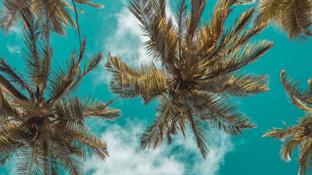 Обои пальмы, вид снизу, облака, небо, ветки, тропики, листья