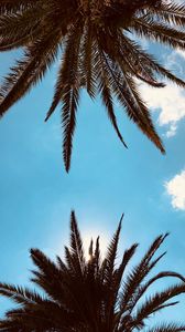 Превью обои пальмы, вид снизу, ветки, небо, облака, тропики