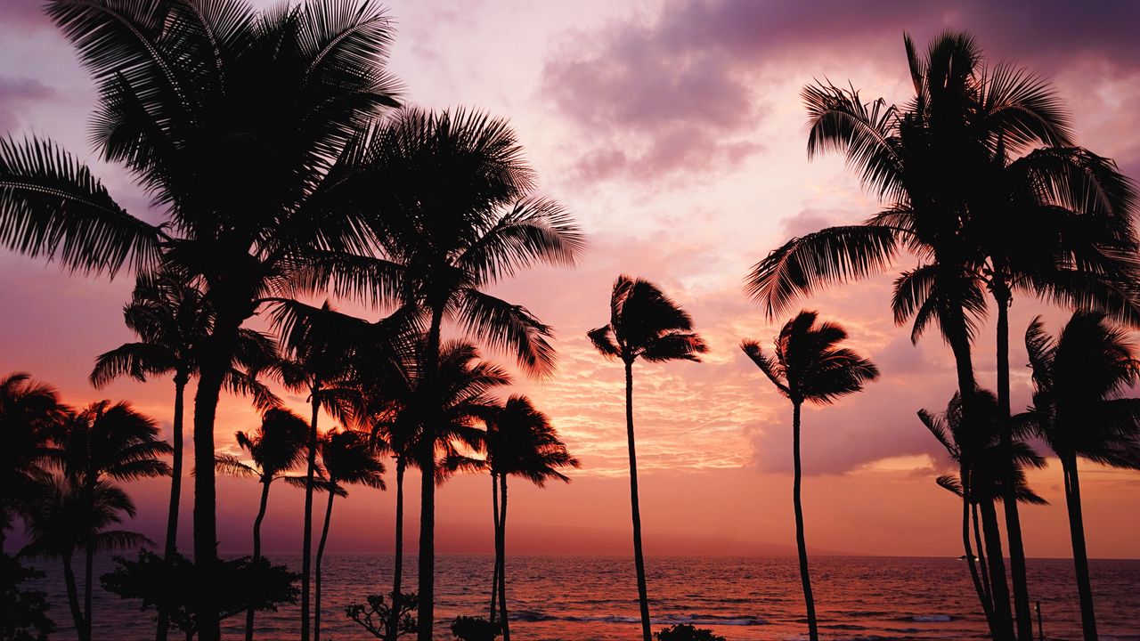 Обои пальмы, закат, море