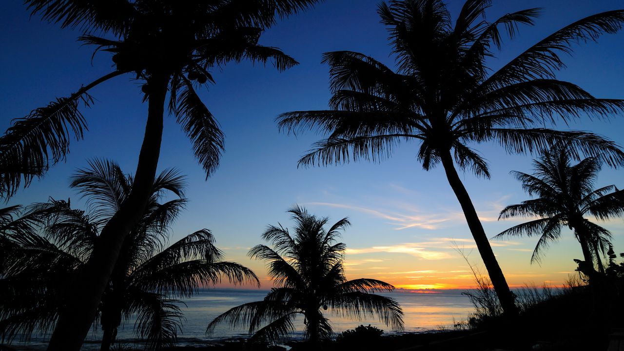 Обои пальмы, закат, море, очертания, тропики
