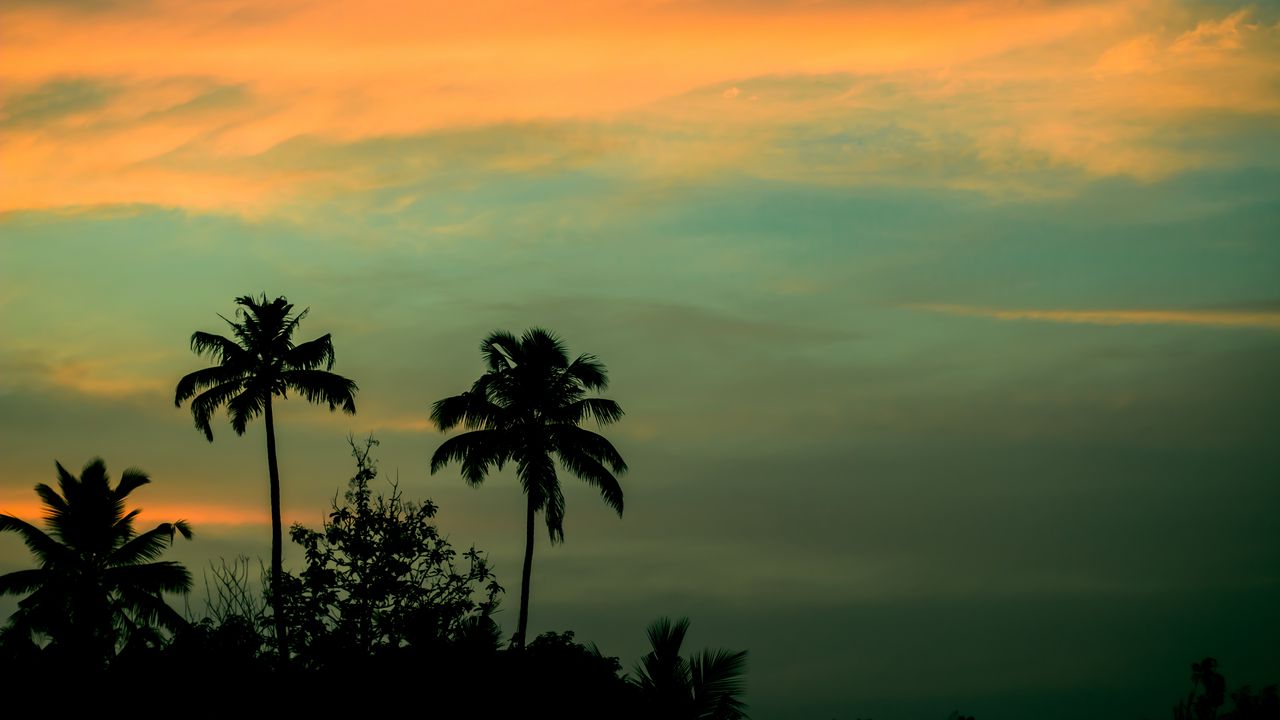 Обои пальмы, закат, небо
