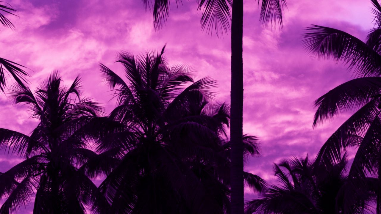 Обои пальмы, закат, тропики, фиолетовый, небо
