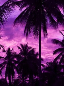 Превью обои пальмы, закат, тропики, фиолетовый, небо