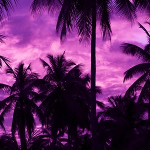 Превью обои пальмы, закат, тропики, фиолетовый, небо