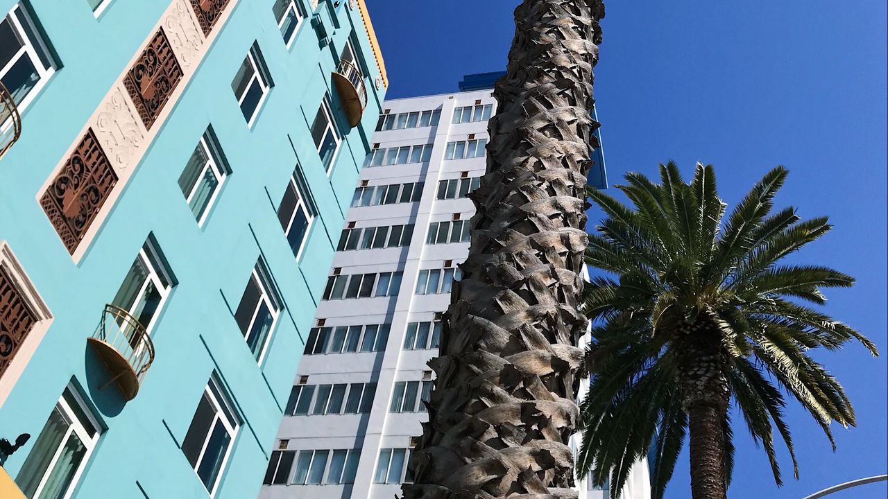Обои пальмы, здания, небо, вид снизу