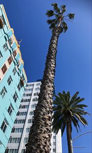 Превью обои пальмы, здания, небо, вид снизу