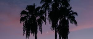 Превью обои пальмы, здания, силуэты, луна, сумерки