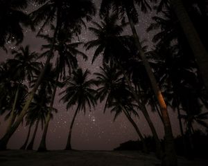 Превью обои пальмы, звездное небо, тропики, мальдивы, ночь