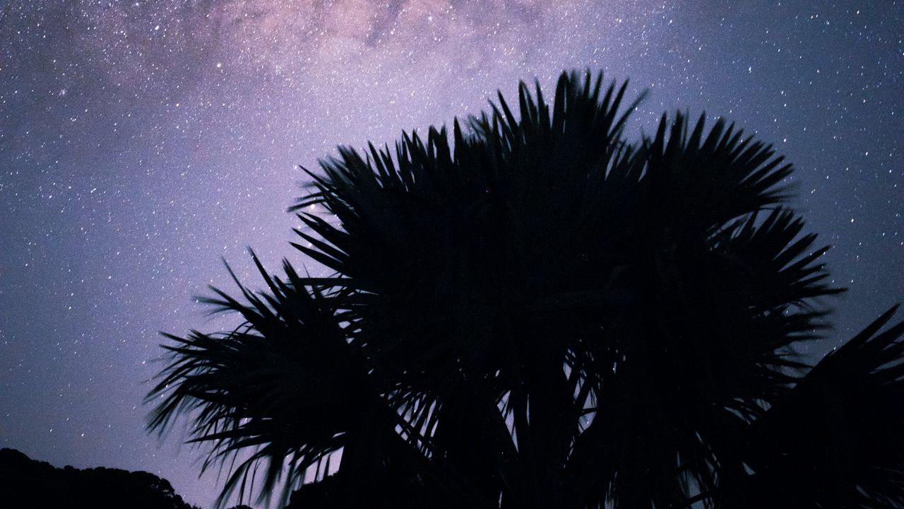 Обои пальмы, звездное небо, звезды, ночь, силуэт, туманность