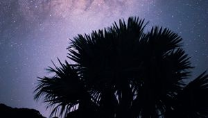 Превью обои пальмы, звездное небо, звезды, ночь, силуэт, туманность