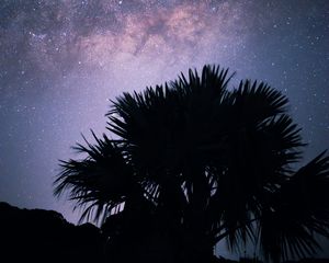 Превью обои пальмы, звездное небо, звезды, ночь, силуэт, туманность