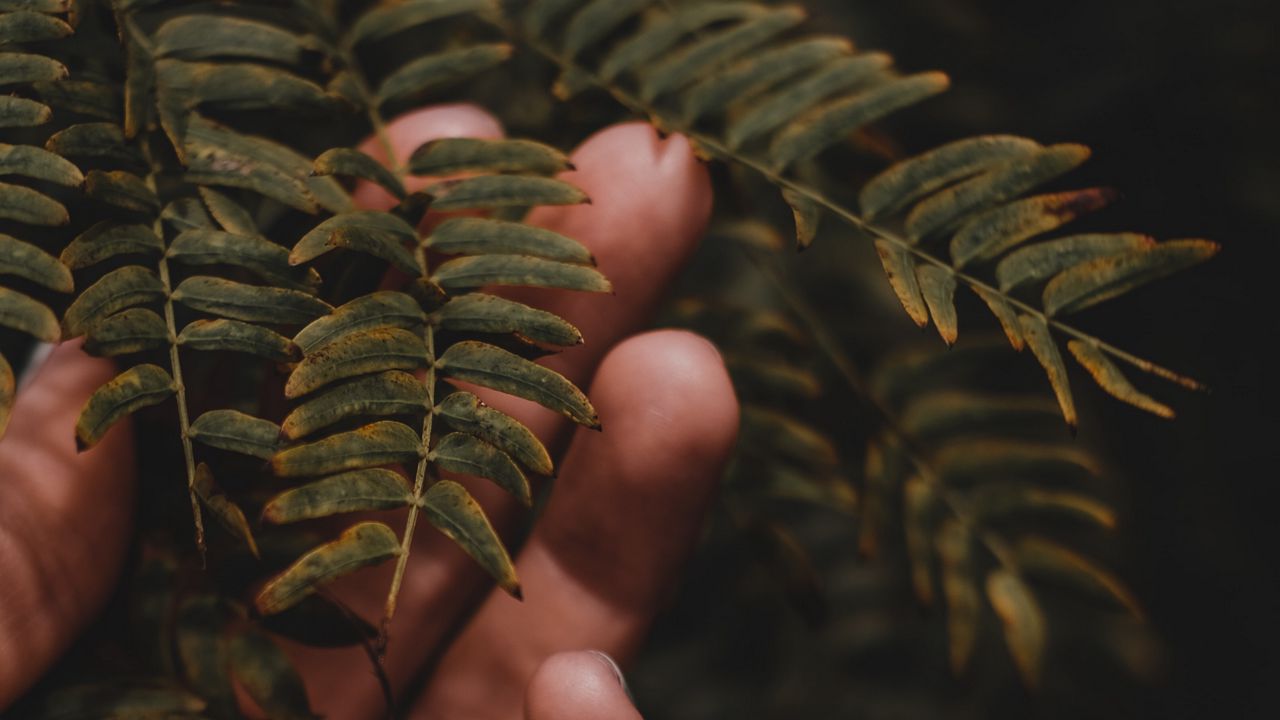Обои пальцы, рука, ветки, листья