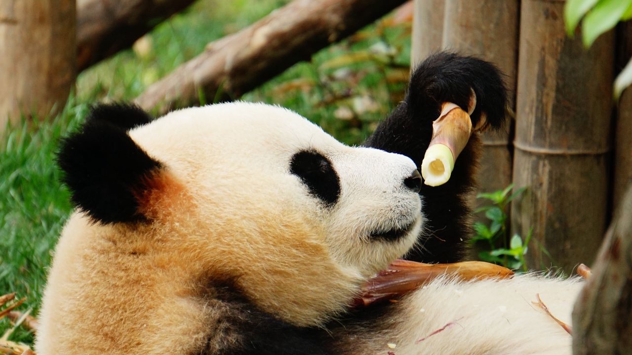 Обои панда, бамбук, деревья, животное